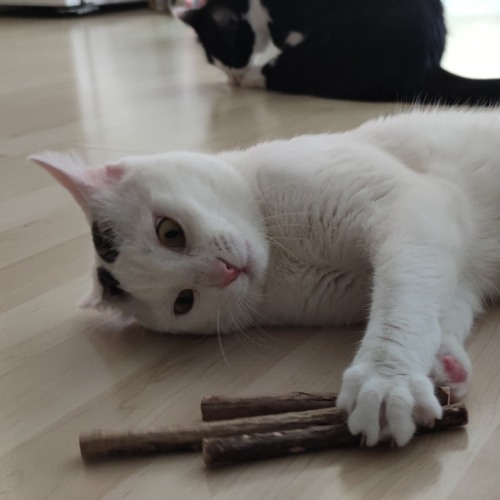 Matatabi tyčinky pro kočky s aktinidií stříbrnou – recenze
